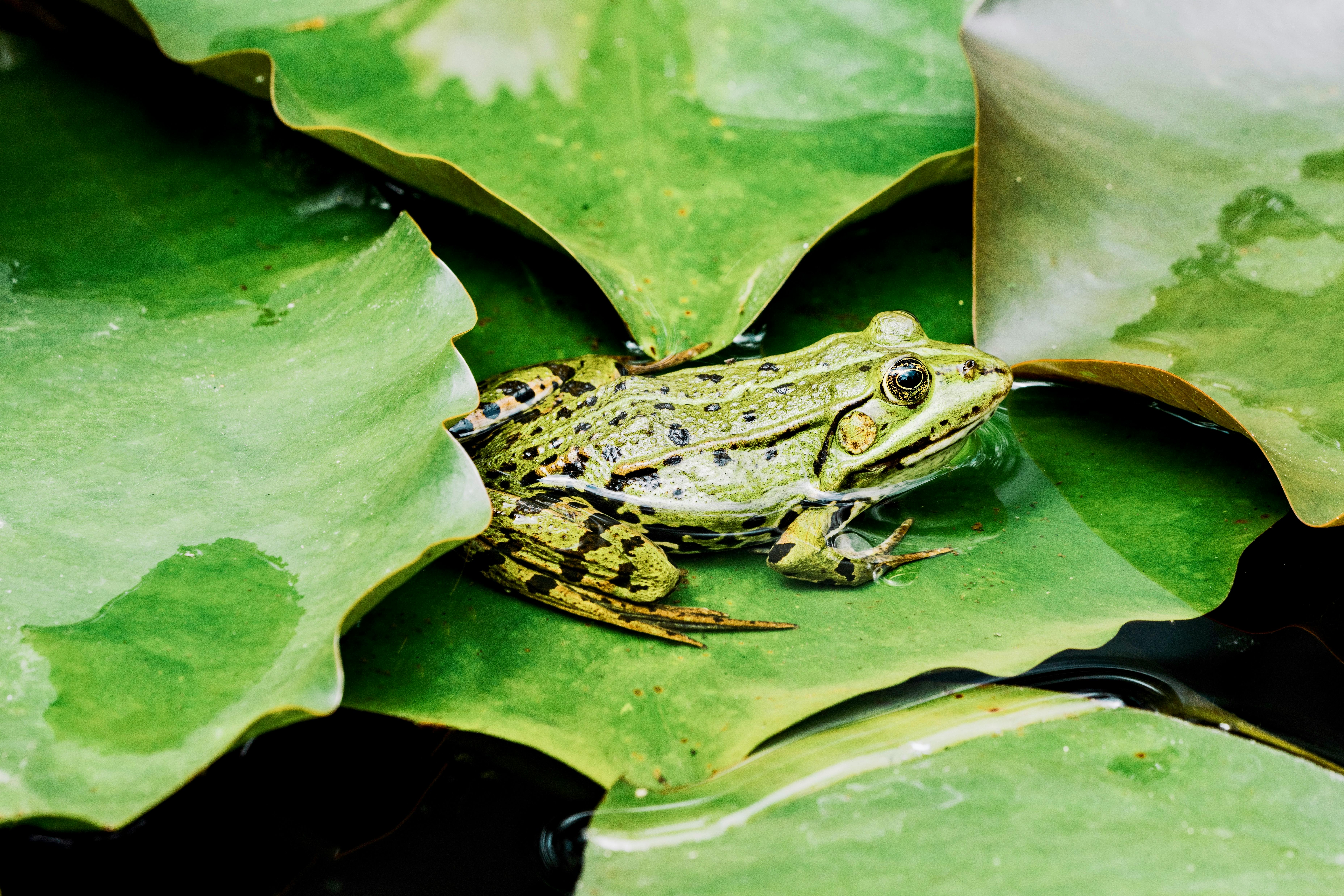 Modeles statistiques ecologie