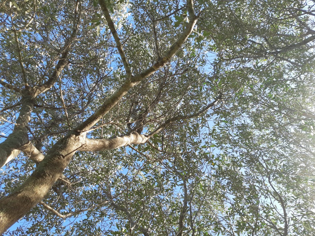 Coefficients de corrélation de Pearson vs Spearman : comparaison