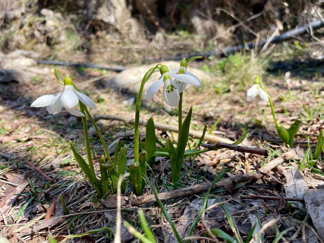 Représentations graphiques en écologie