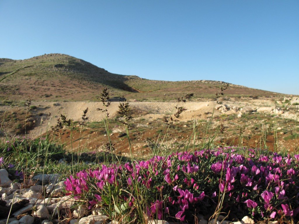 Onobrychis cornuta Lebanon
